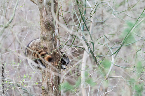 Wild raccoon climbing tree trunk  hiding behind  scared looking at camera  waiting  tail around  hanging  looking down