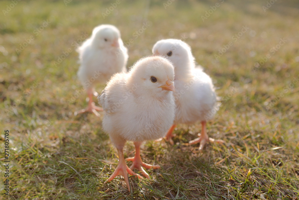 Group of newborn chicken on a meadow Group of newborn chicken on a meadow