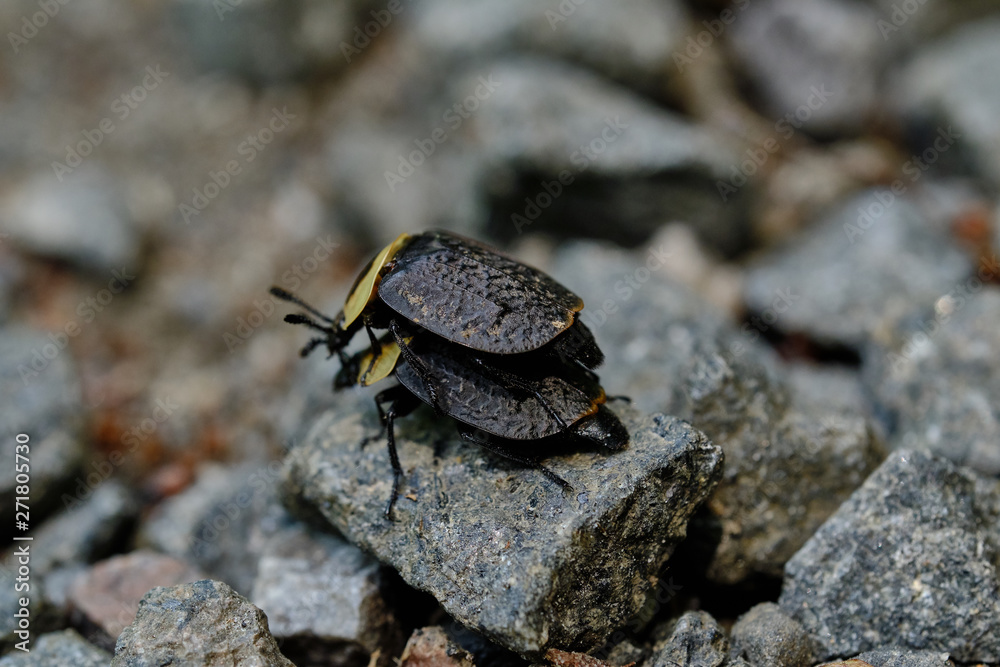 Obraz premium American Carrion Beetles mating