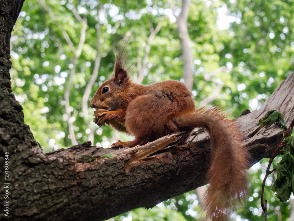 Red squirrel on a tree branch eating a nut in the park.