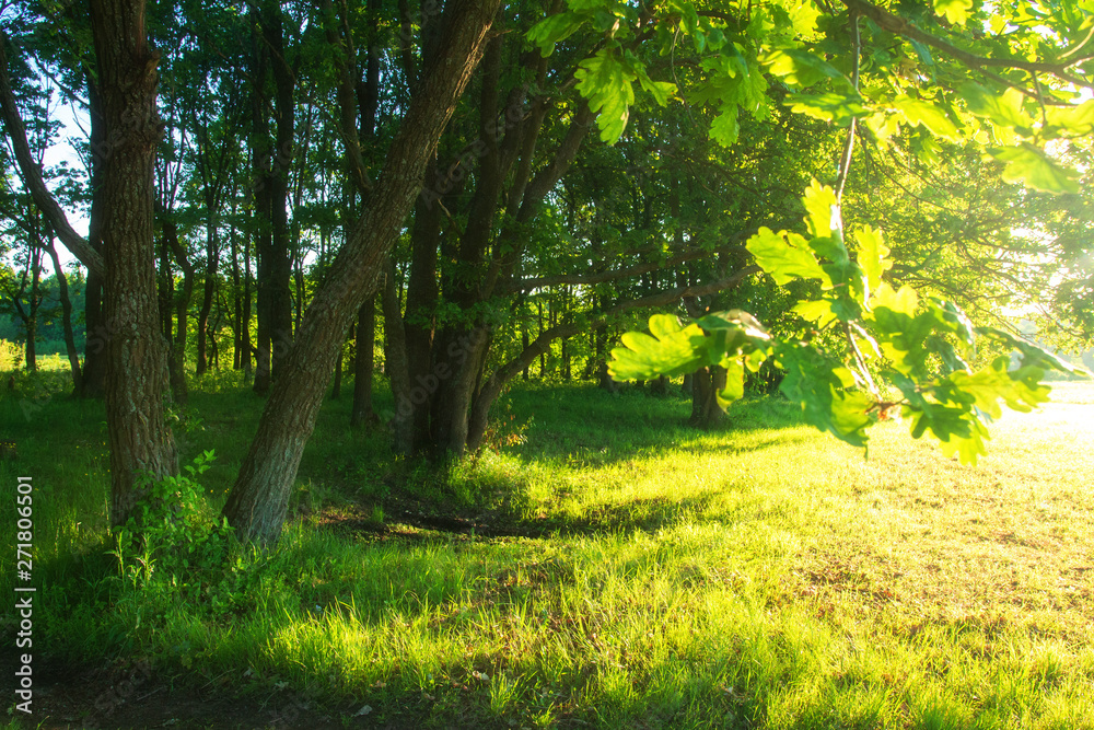 Fototapeta premium Summer nature background. Trees in sunlight. Sunshine on green tree. Scenic bright sunny landscape