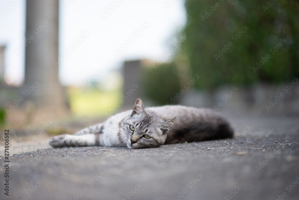 可愛い猫 可愛い猫