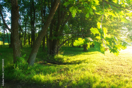 Summer nature background. Trees in sunlight. Sunshine on green tree. Scenic bright sunny landscape