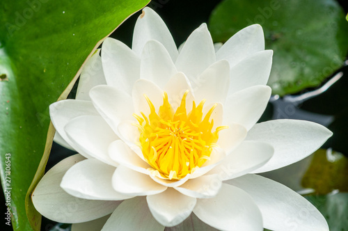 flower of water lily white hatched