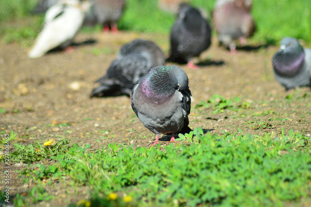Obraz premium gray pigeons in the city park