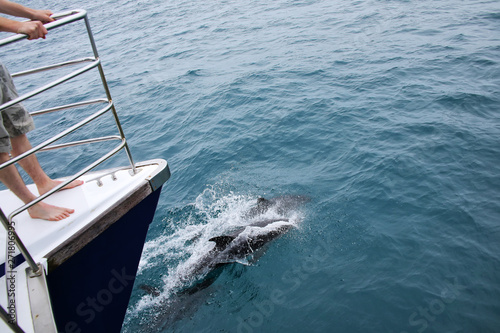 Dusky dolphins swimming near the boat off the coast of Kaikoura, New Zealand