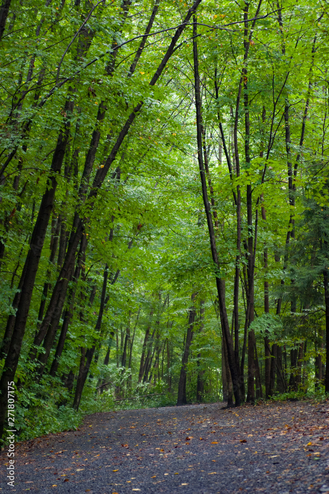 Obraz premium Path through the Dark Woods