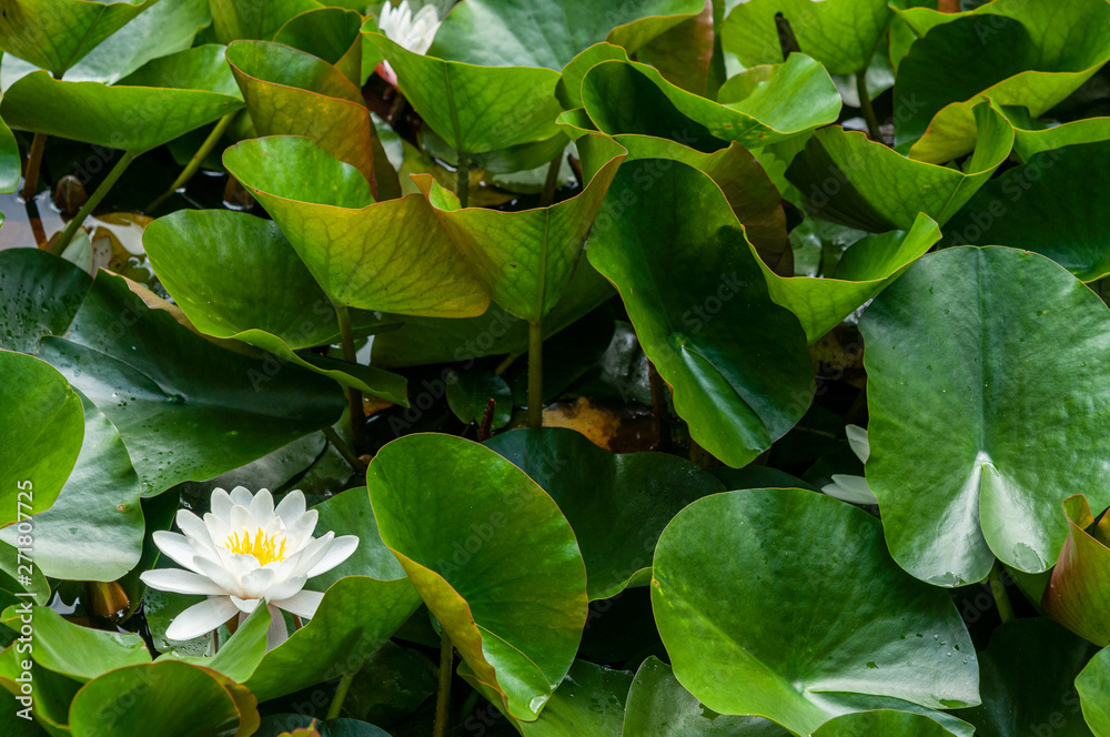 flower of water lily white hatched flower of water lily white hatched