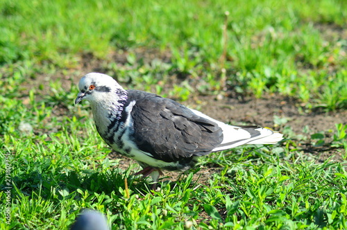 gray pigeons in the city park