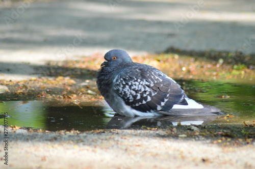 gray pigeons in the city park