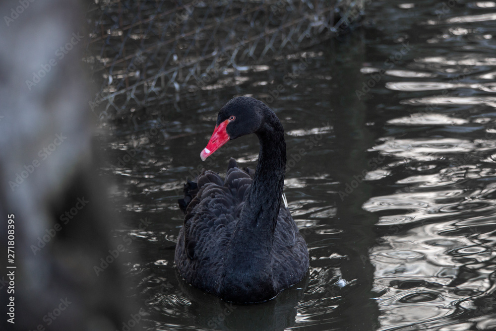 Fototapeta premium Black swan with red beak swims outside