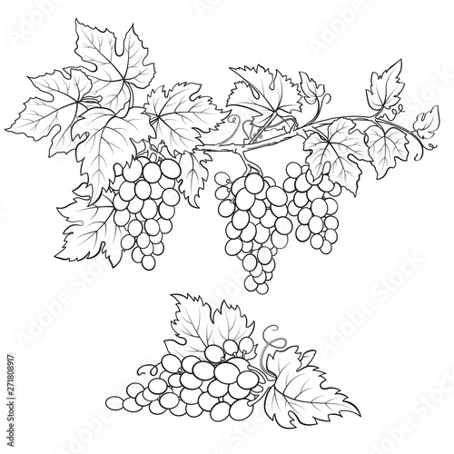 Bunches of grape. Black and white sketch. Hand drawn illustration.