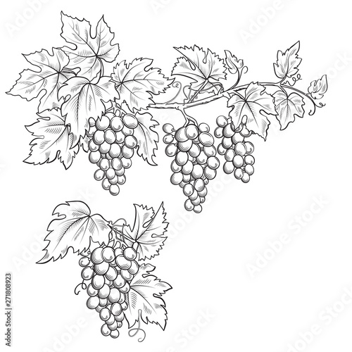 Bunches of grape. Black and white sketch, line art. Hand drawn illustration.