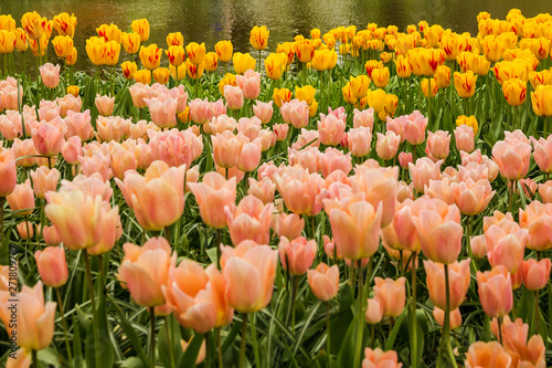 Pink and yellow tulips field  flower garden  Kukenhof  Holland