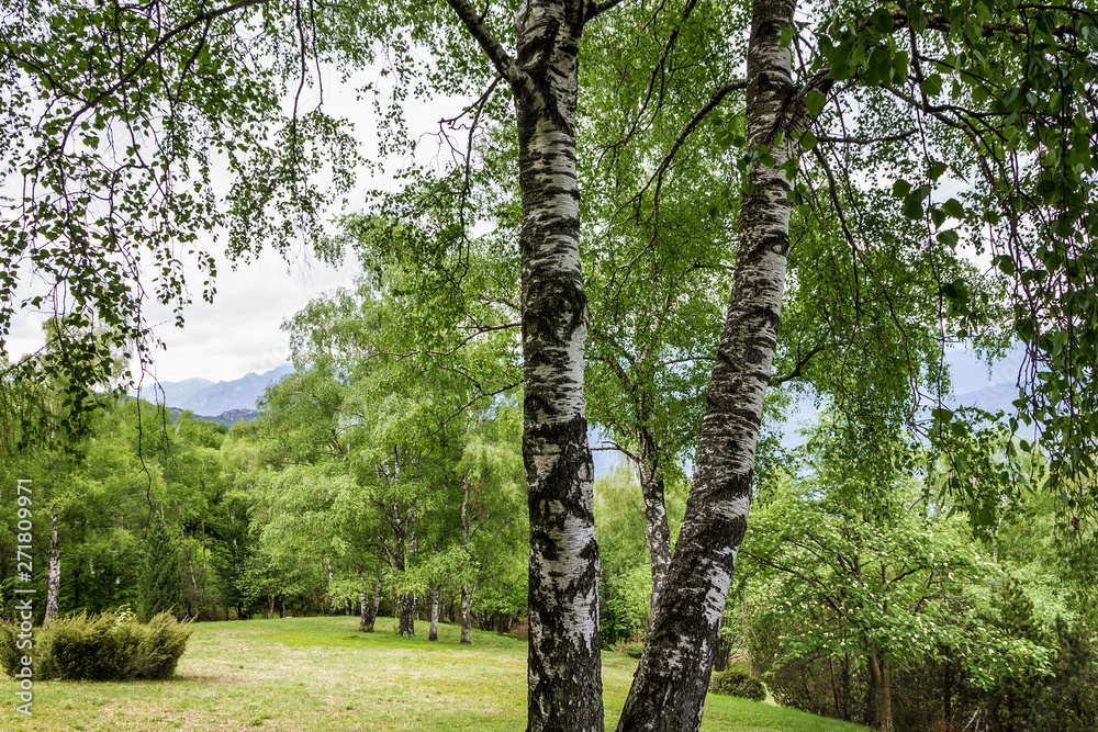 Fototapeta premium Birch tree, Maggiore lake, Italy, Lombardy