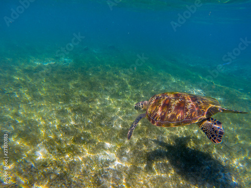 Sea tortoise dives in shallow water. Green turtle underwater. Wild animal in natural environment. Endangered species