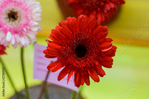 Dahlia  Bishop of Llandaff  is a tuberous tender perennial cultivar with dark colored foliage produces a stunning contrast with its scarlet. Its sun loving plant Blooms in early spring to late summer.