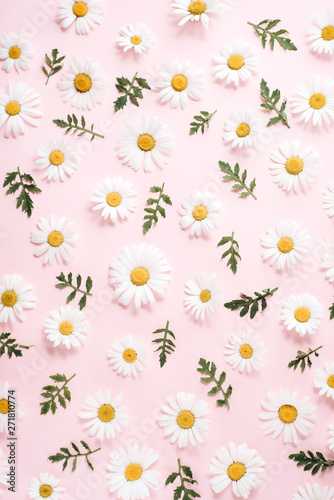 Pattern made of chamomile, petals, leaves on pink background. Flat lay, top view, copy space