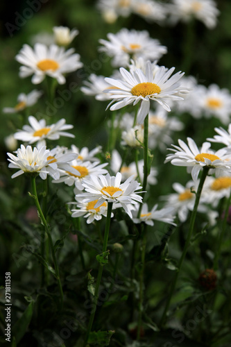 field of daisies - 7