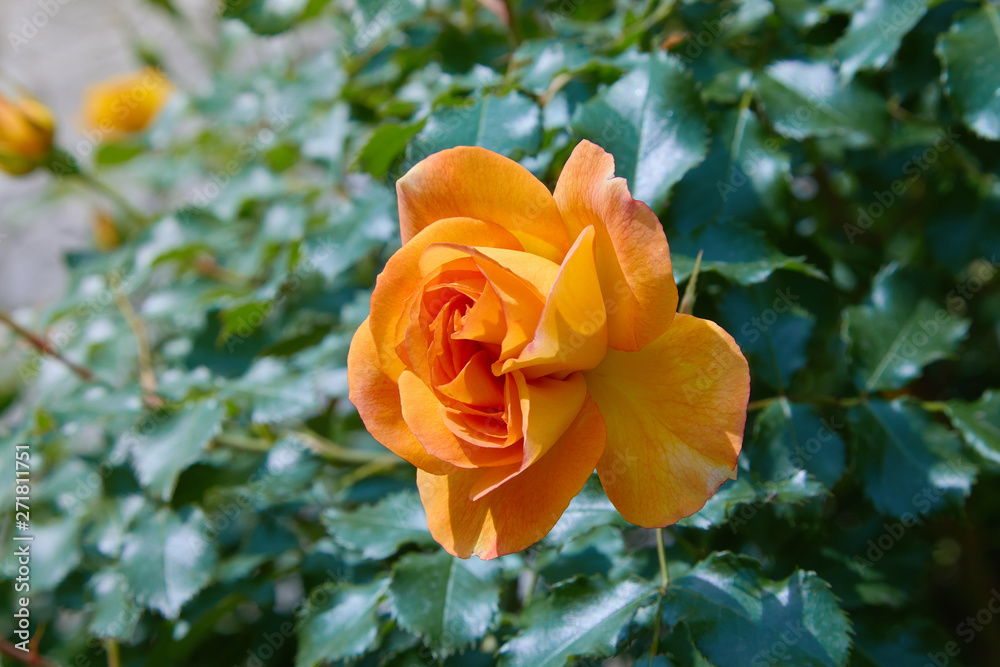 blooming orange rose growing in the garden close up blooming orange rose growing in the garden close up