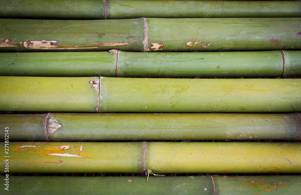 Fresh bamboo tabulated. Nature background.