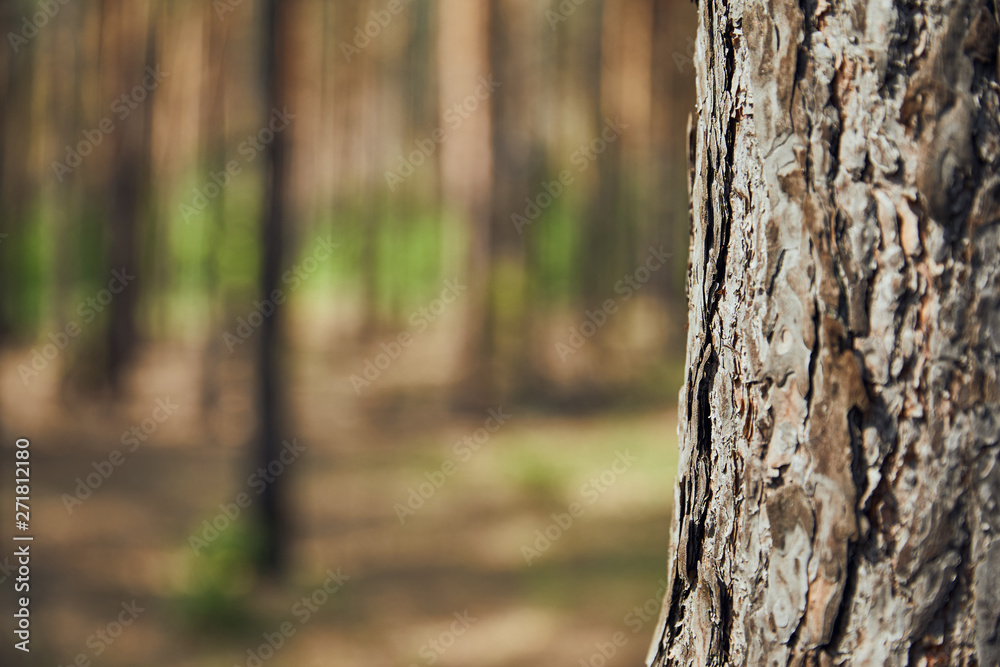 Close up view of textured tree in forest with copy space Close up view of textured tree in forest with copy space