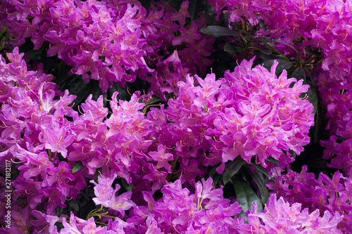 Detail of purple rhododendron flowers