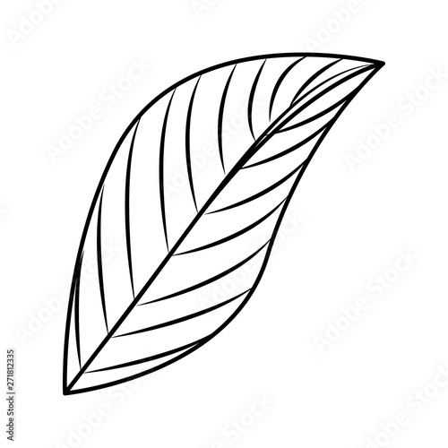 ecology leaf plant icon vector illustration