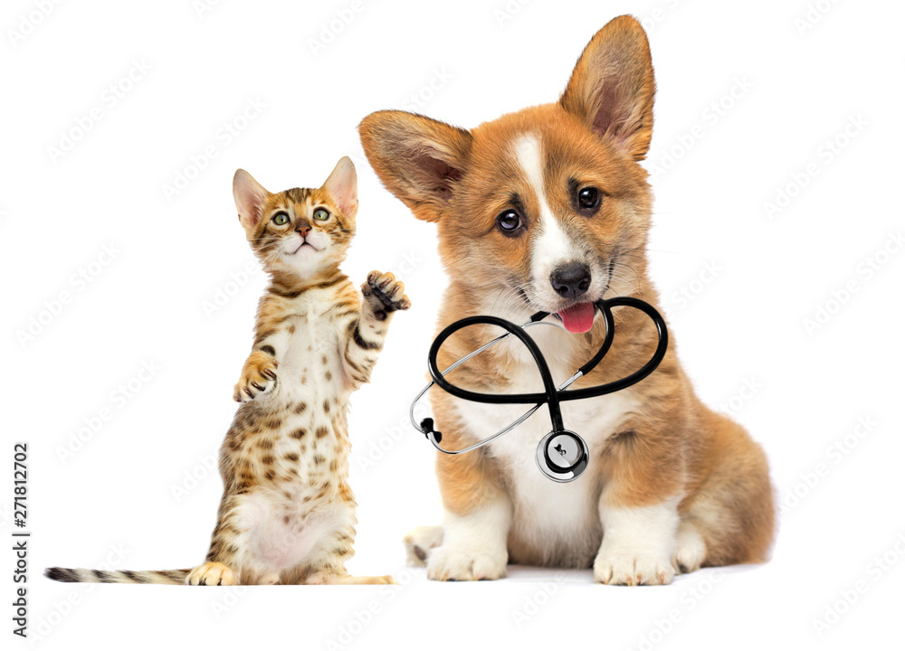 kitten and puppy vet looks with a stethoscope in his teeth