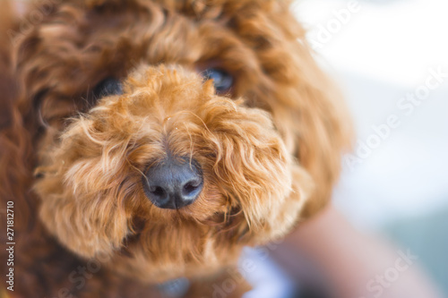 Cute Poodle Dog Looking At The Camera