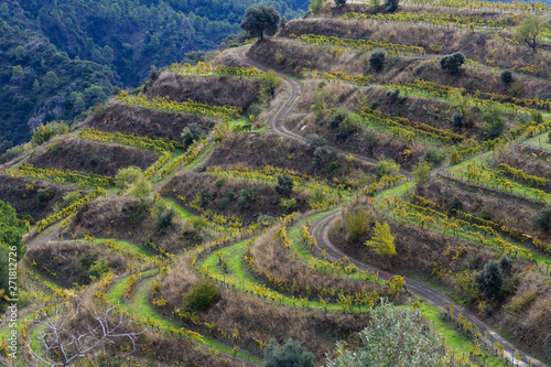 Vine fields ready to be harvested, in Priorat Region, Tarragona, Catalonia, Spain