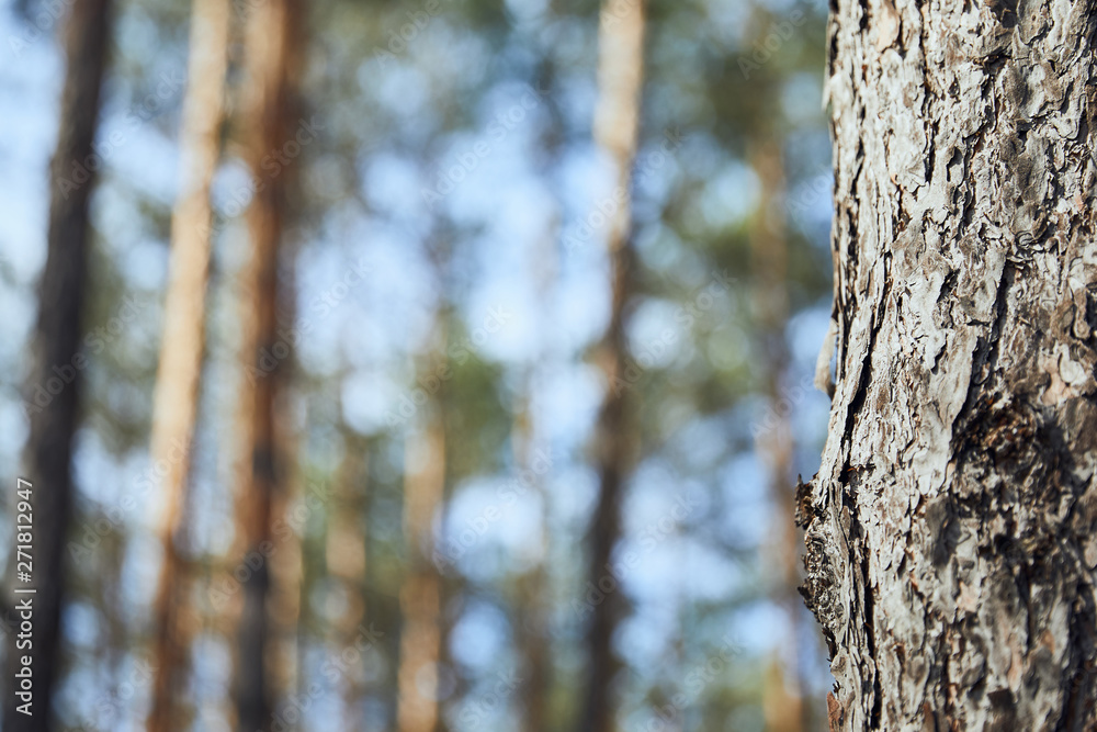 Close up view of tree textured bark in forest with copy space Close up view of tree textured bark in forest with copy space