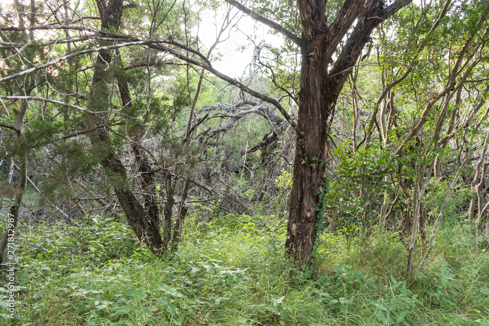 Obraz premium trees in the forest