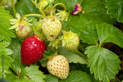 Erdbeerstrauch mit reife und unreife Erdbeeren