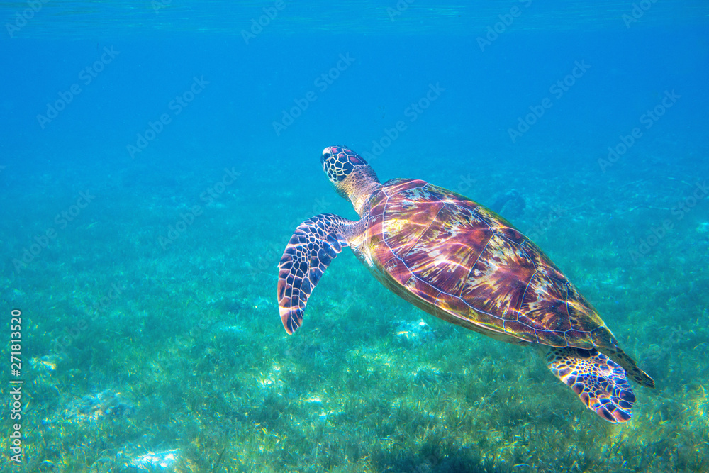 Sea turtle by water surface. Olive green turtle underwater photo. Beautiful marine animal in natural environment Sea turtle by water surface. Olive green turtle underwater photo. Beautiful marine animal in natural environment