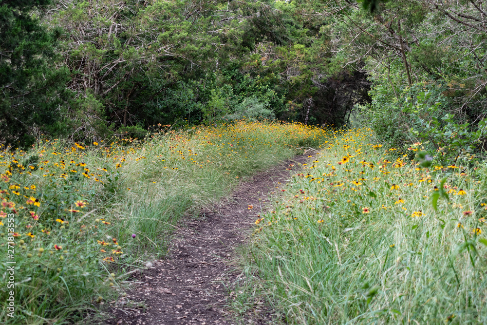 Fototapeta premium path in the garden