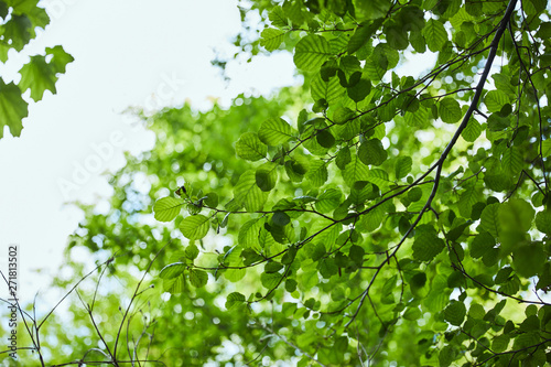 Low angle view of green leaves on blue sky background © LIGHTFIELD STUDIOS