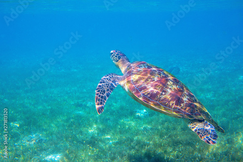 Sea turtle by water surface. Olive green turtle underwater photo. Beautiful marine animal in natural environment