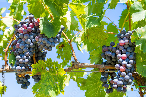 Foto Purple wine grapes on vine hanging grapevine bunch in Montepulciano, Tuscany, It
