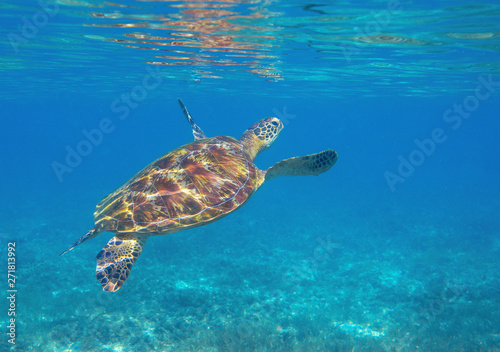 Sea turtle by water surface. Green turtle underwater photo. Wild marine animal in natural environment.