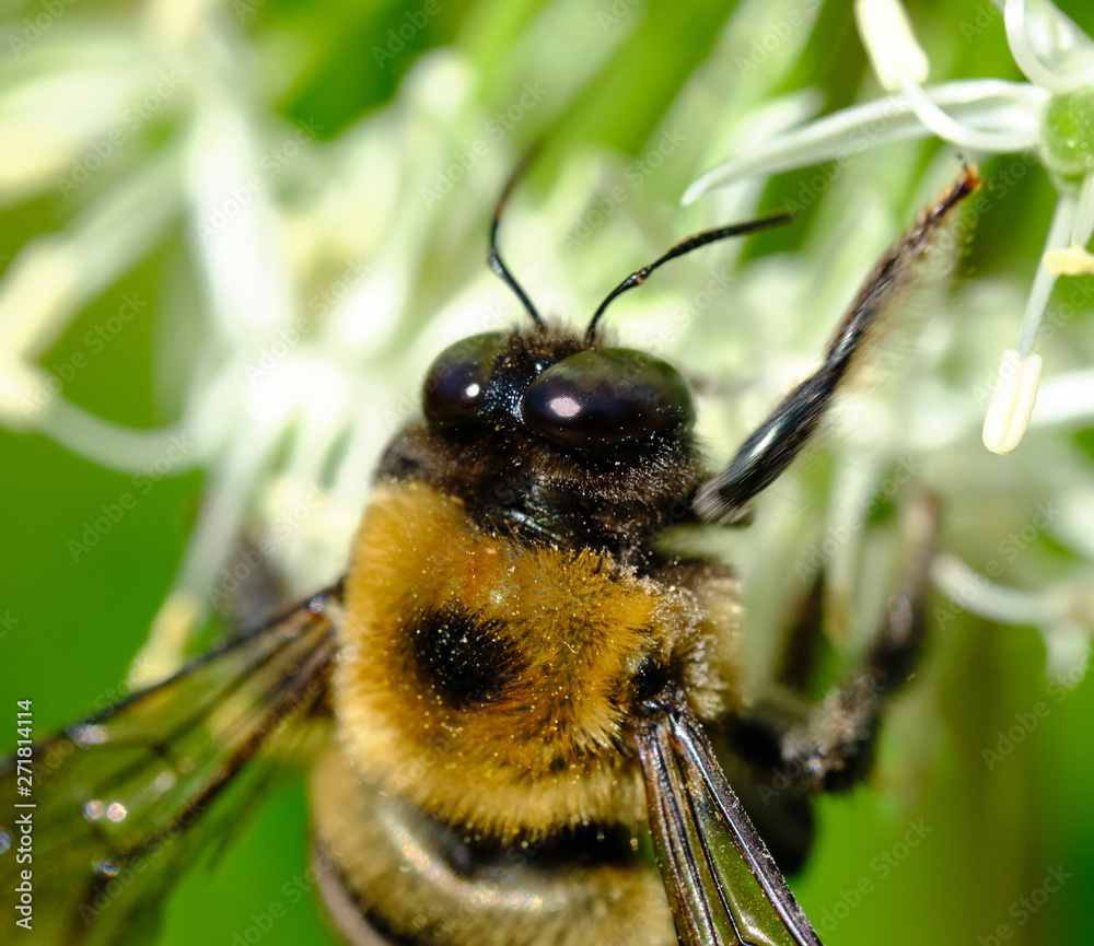 Naklejka premium Bee Macro