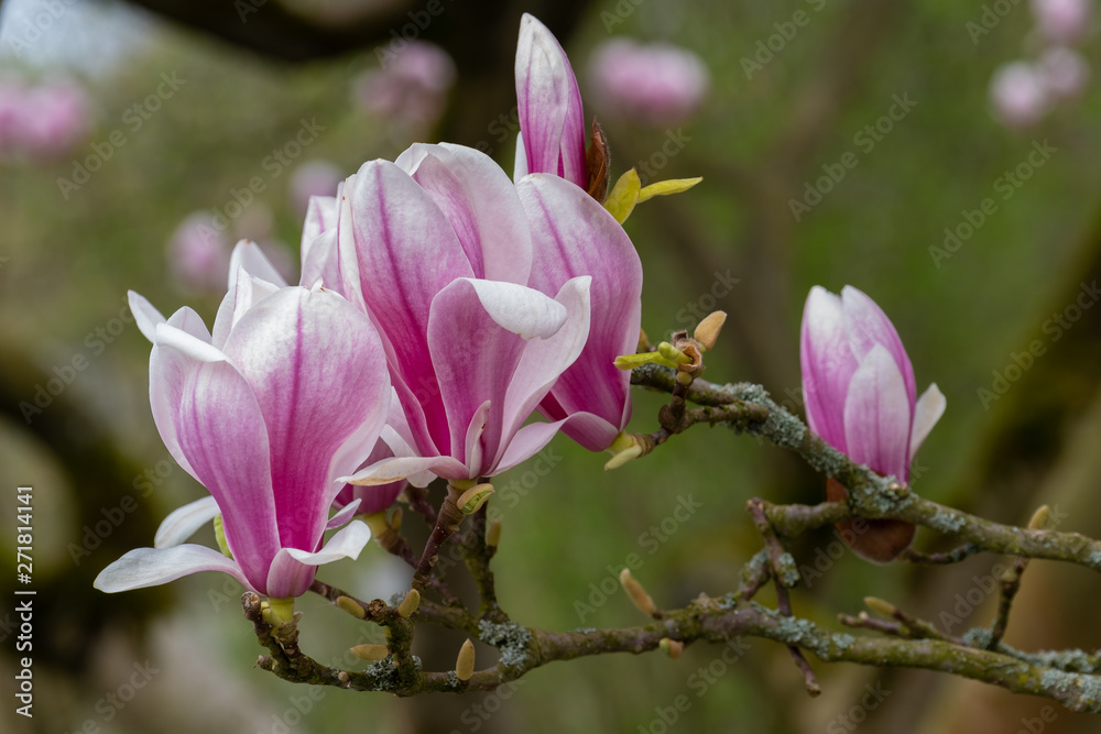Fototapeta premium Rododendronblüten