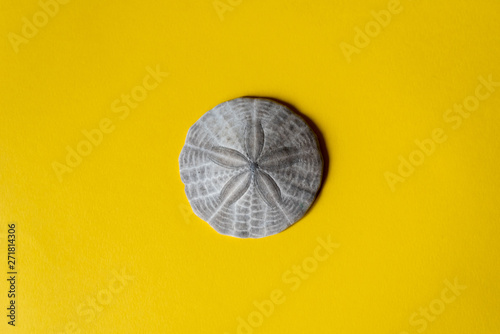 Fotografie Sand dollar on yellow