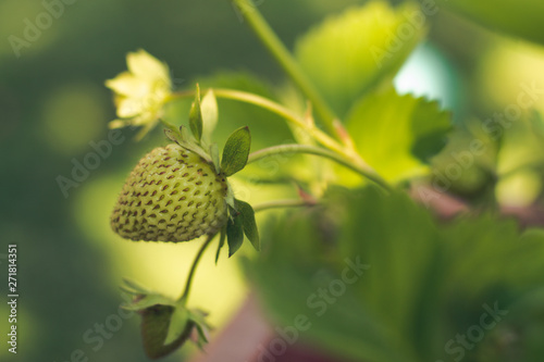 Green strawberry fruit closeup