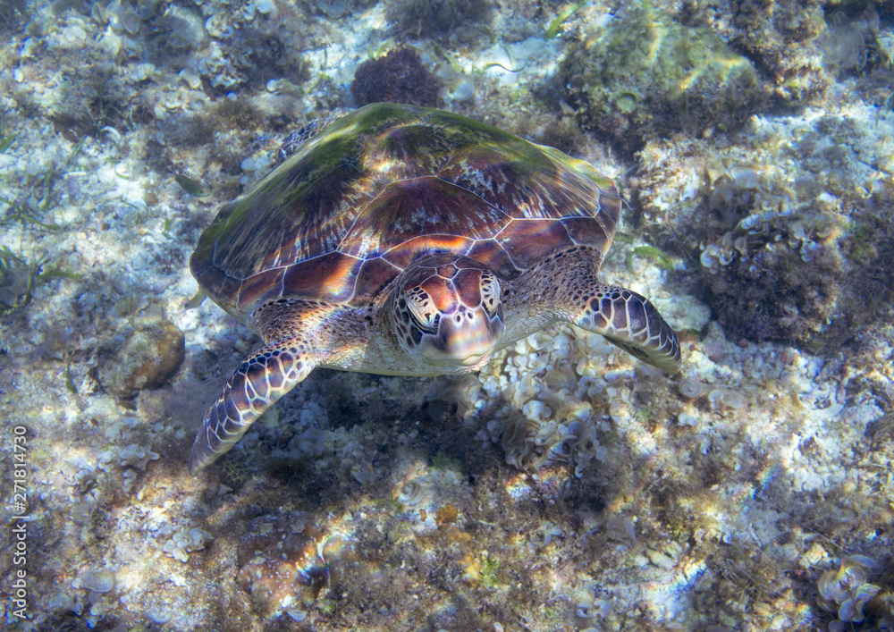 Sea turtle head closeup. Tropical lagoon green turtle underwater photo. Wild marine animal in natural environment.