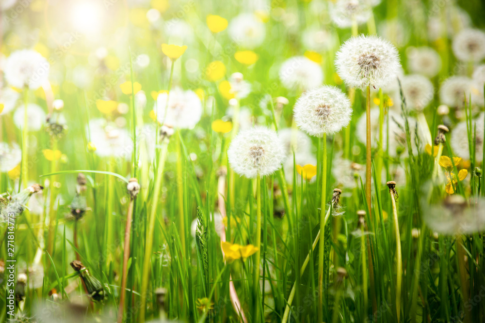 Dandelions on a summer meadow