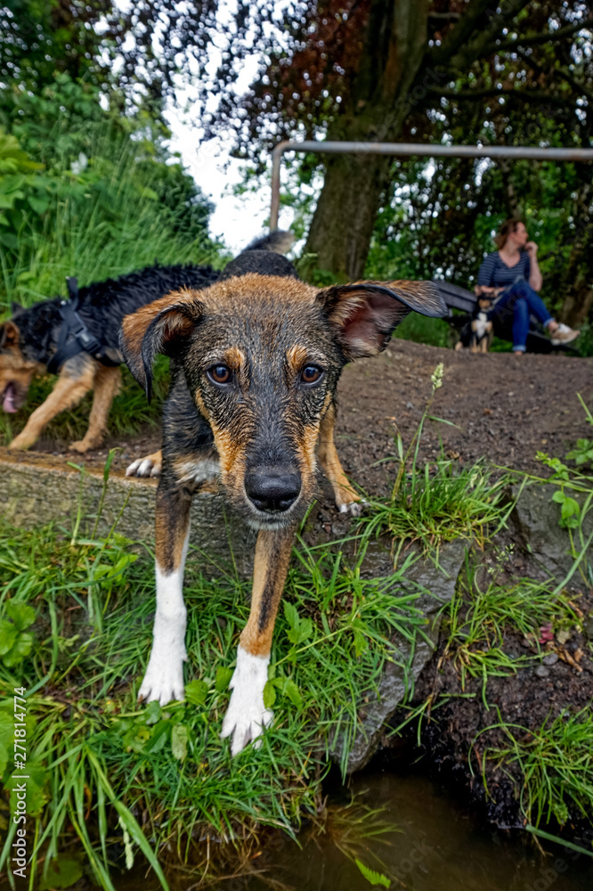Hund Max entdeckt die Welt Stock Photo | Adobe Stock