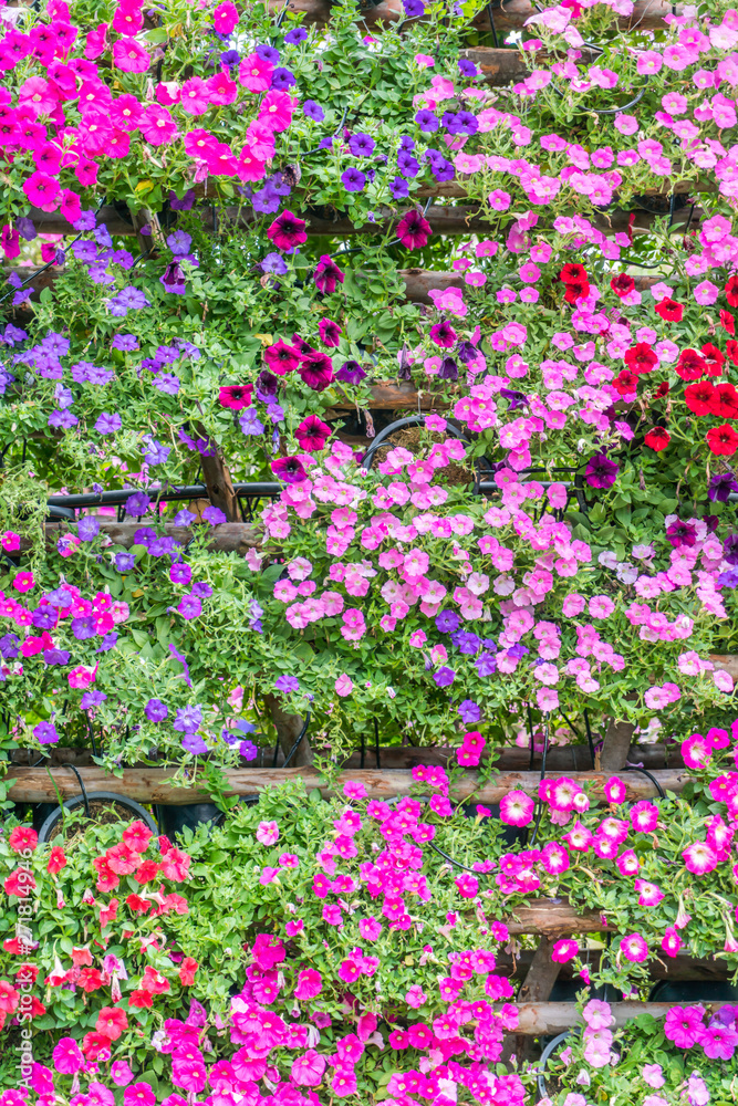 Obraz premium Beautiful flowers background