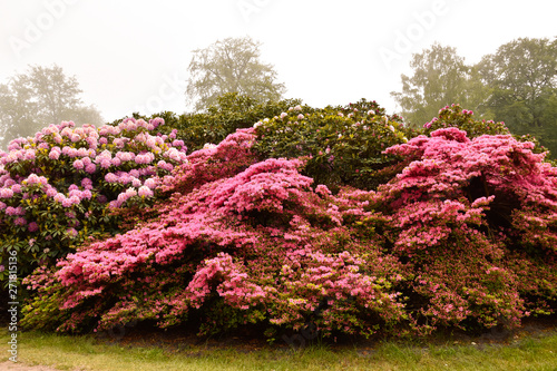 Rhododendron in verschiedenen Farben und unterschiedlichen Sorten photo