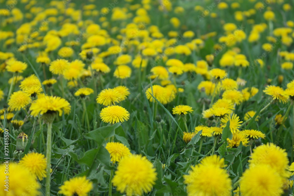 yellow april dandelions in green grass in a field